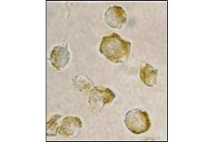 Immunocytochemistry of Nudel in Jurkat cells with this product at 2 μg/ml.