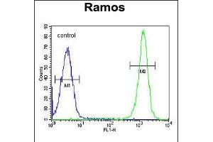 Flow cytometric analysis of Ramos cells (right histogram) compared to a negative control cell (left histogram). (ETFA anticorps  (C-Term))