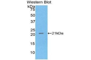 Western Blotting (WB) image for anti-Tumor Necrosis Factor alpha (TNF alpha) (AA 77-233) antibody (ABIN1078629) (TNF alpha anticorps  (AA 77-233))