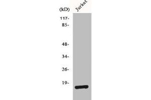 Western Blot analysis of Jurkat cells using BUD31 Polyclonal Antibody (BUD31 anticorps  (N-Term))
