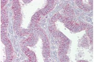Anti-CDK9 antibody IHC staining of human uterus. (CDK9 anticorps  (N-Term))