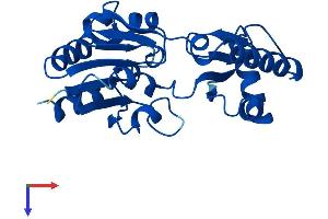 AlphaFold protein structure predicition of Mouse Recombinant Pmm2 Protein, UniprotID Q9Z2M7