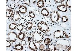 Image no. 6 for anti-Tubulin tyrosine Ligase-Like Family, Member 12 (TTLL12) antibody (ABIN1499035) (TTLL12 anticorps)