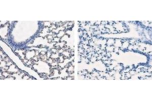 Expression of AQP5 in rat lung - Immunohistochemical staining of rat lung sections using Anti-Aquaporin 5 Antibody (ABIN7042941, ABIN7045200 and ABIN7045201), (left panel). (Aquaporin 5 anticorps  (C-Term, Intracellular))