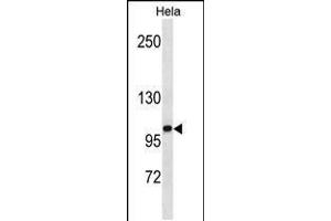 Western blot analysis in Hela cell line lysates (35ug/lane). (ZHX1 anticorps  (C-Term))