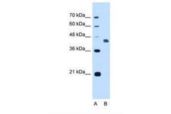 DFNA5 antibody  (AA 342-391)