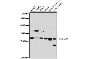 Western blot analysis of extracts of various cell lines, using PDCD10 antibody.