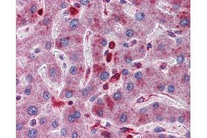 Immunohistochemistry (IHC) image for anti-Acid Phosphatase 2, Lysosomal (ACP2) (Middle Region) antibody (ABIN2782134)