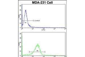 Flow cytometric analysis of MDA-231 cells using DLGAP1 Antibody (N-term)(bottom histogram) compared to a negative control cell (top histogram). (DLGAP1 anticorps  (N-Term))