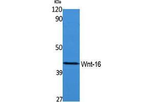Western Blotting (WB) image for anti-Wingless-Type MMTV Integration Site Family, Member 16 (WNT16) (Internal Region) antibody (ABIN3178137) (WNT16 anticorps  (Internal Region))