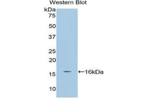 Western blot analysis of the recombinant protein. (EPO anticorps  (AA 82-192))