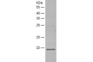 Western Blotting (WB) image for LSM2 Homolog, U6 Small Nuclear RNA Associated (LSM2) (AA 1-95) protein (His tag) (ABIN7123793)