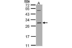 WB Image Sample (30 ug of whole cell lysate) A: Hep G2 , 12% SDS PAGE antibody diluted at 1:1000