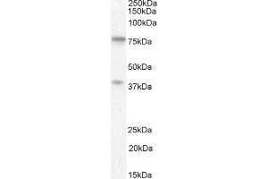 (ABIN302168) (1 μg/mL) staining of Human Cerebellum lysate (35 μg protein in RIPA buffer). (ZRANB1 anticorps  (C-Term))