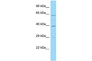 WB Suggested Anti-IRF1 Antibody Titration: 1. (IRF1 anticorps  (C-Term))