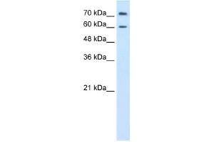 WB Suggested Anti-PRODH2 Antibody Titration:  0. (PRODH2 anticorps  (C-Term))