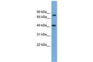 Image no. 1 for anti-Family with Sequence Similarity 105, Member A (FAM105A) (AA 71-120) antibody (ABIN6744861)