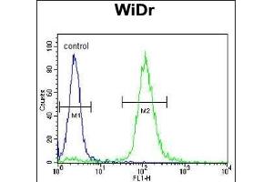 TrkA Antibody f flow cytometric analysis of WiDr cells (right histogram) compared to a negative control cell (left histogram). (TRKA anticorps)