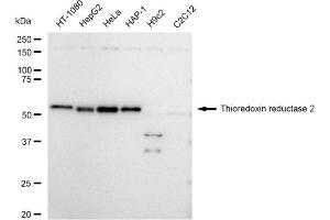 Western blotting analysis using Thioredoxin reductase 2 antibody (ABIN7800545). (Recombinant TXNRD2 anticorps)