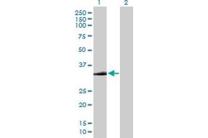 Western Blot analysis of STX2 expression in transfected 293T cell line by STX2 MaxPab polyclonal antibody. (STX2 anticorps  (AA 1-287))
