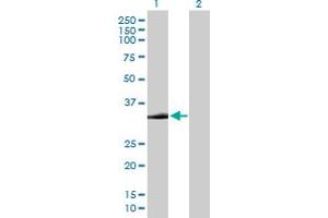 Western Blot analysis of STX2 expression in transfected 293T cell line by STX2 MaxPab polyclonal antibody. (STX2 anticorps  (AA 1-287))