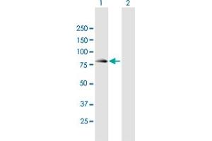 Western Blot analysis of SEC16B expression in transfected 293T cell line by SEC16B MaxPab polyclonal antibody. (SEC16B anticorps  (AA 1-625))
