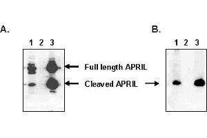 Detection of endogenous human APRIL with MAb to APRIL (human) (Aprily-5) . (TNFSF13 anticorps  (AA 93-233))
