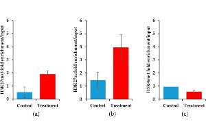 Epigenetic histone marks differ between control and YM155 treated mouse synovial sarcoma at the Birc5 promoter. (Histone 3 anticorps  (H3K27me3, pSer28))