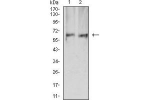 Western blot analysis using PRKAA2 mouse mAb against HEK293 (1) and COS7 (2) cell lysate.