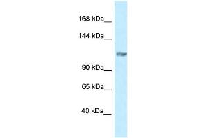 WB Suggested Anti-Grik5 Antibody   Titration: 1. (GRIK5 anticorps  (N-Term))