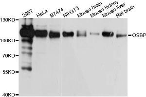 Western blot analysis of extracts of various cell lines, using OSBP antibody (ABIN5972171) at 1/1000 dilution. (OSBP anticorps)