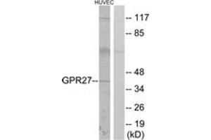 Western blot analysis of extracts from HuvEc cells, using GPR27 Antibody. (GPR27 anticorps  (AA 181-230))