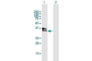 Western Blot analysis of SPRY1 expression in transfected 293T cell line by SPRY1 MaxPab polyclonal antibody.
