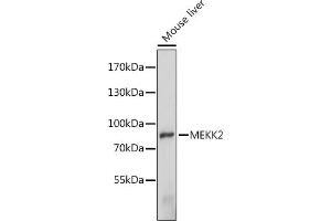 Western blot analysis of extracts of mouse liver, using MEKK2 antibody (ABIN7268650) at 1:1000 dilution.
