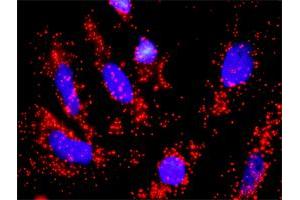 Proximity Ligation Analysis of protein-protein interactions between CDC6 and CDKN1A.