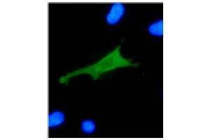Immunofluorescence (IF) image for anti-Human Papilloma Virus 18 E7 (HPV-18 E7) (AA 36-70) antibody (ABIN781778) (HPV18 E7 anticorps  (AA 36-70))