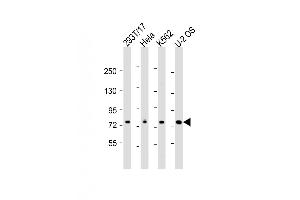 Western Blot at 1:2000 dilution Lane 1: 293T/17 whole cell lysate Lane 2: Hela whole cell lysate Lane 3: K562 whole cell lysate Lane 4: U-2 OS whole cell lysate Lysates/proteins at 20 ug per lane. (NDC80 anticorps  (AA 508-539))