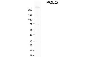 Host:  Rabbit  Target Name:  POLQ  Sample Tissue:  Human Thyroid  Antibody Dilution:  1.