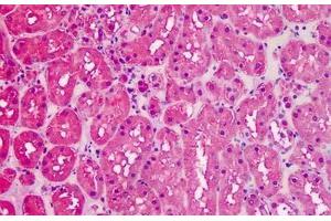 ABIN185240 (5µg/ml) staining of paraffin embedded Human Kidney. (GAPDH anticorps  (C-Term))