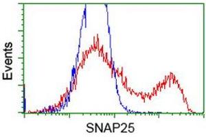 HEK293T cells transfected with either RC202068 overexpress plasmid (Red) or empty vector control plasmid (Blue) were immunostained by anti-SNAP25 antibody (ABIN2454626), and then analyzed by flow cytometry. (SNAP25 anticorps)