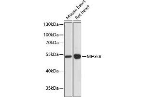 Western blot analysis of extracts of various cell lines, using MFGE8 antibody (ABIN6128291, ABIN6143792, ABIN6143794 and ABIN6215931) at 1:3000 dilution.