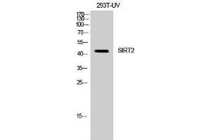 Western Blotting (WB) image for anti-Sirtuin 2 (SIRT2) (C-Term) antibody (ABIN3186963) (SIRT2 anticorps  (C-Term))