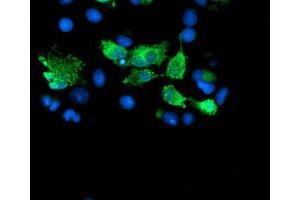 Image no. 3 for anti-SUMO1/sentrin/SMT3 Specific Peptidase 2 (SENP2) (AA 139-523) antibody (ABIN1490924) (SENP2 anticorps  (AA 139-523))