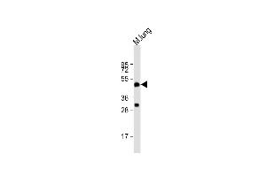 Anti-DPEP2 Antibody (Center) at 1:2000 dilution + mouse lung lysate Lysates/proteins at 20 μg per lane.