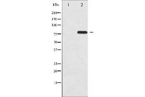 Western blot analysis of Rel phosphorylation expression in MDA-MB-435 whole cell lysates,The lane on the left is treated with the antigen-specific peptide. (c-Rel anticorps  (pSer503))