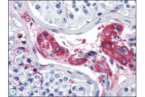 Human Testis (formalin-fixed, paraffin-embedded) stained with F12at 5 µg/ml followed by biotinylated anti-goat IgG secondary antibody, alkaline phosphatase-streptavidin and chromogen.