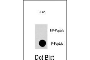Dot blot analysis of anti-FRp Phospho-specific Pab (Cat. (MTOR anticorps  (pThr2446))