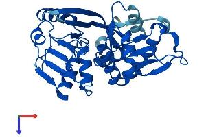 AlphaFold protein structure predicition of Mouse Recombinant Keg1 Protein, UniprotID Q9DCY0