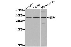 Western blot analysis of extracts of various cell lines, using NTF4 antibody. (Neurotrophin 4 anticorps)