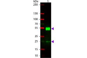 Western blot of Rhodamine conjugated Rabbit Anti-Mouse IgG secondary antibody. (Lapin anti-Souris IgG (Heavy & Light Chain) Anticorps (TRITC) - Preadsorbed)